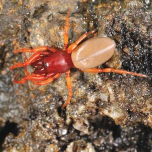 Woodlouse Spider identification in St. Louis MO |  Blue Chip Pest Services