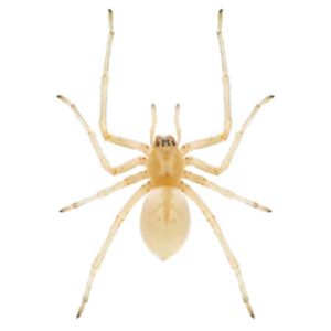 Sac Spider identification in St. Louis MO |  Blue Chip Pest Services