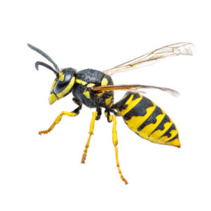 Yellowjacket identification in St. Louis MO |  Blue Chip Pest Services